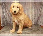 Small Photo #8 Golden Retriever-Poodle (Toy) Mix Puppy For Sale in SHAWNEE, OK, USA