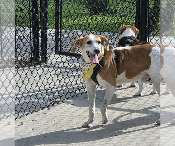 Medium Photo #7 Mutt Puppy For Sale in Tampa, FL, USA