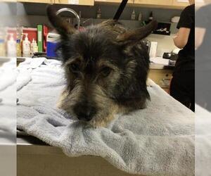 Miniature Schnauzer-Unknown Mix Dogs for adoption in Riverside, CA, USA
