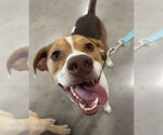 Small #5 Beagle Mix