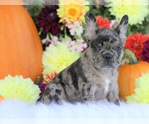 French Bulldog Puppy for sale in FREDERICKSBG, OH, USA