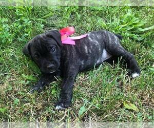Cane Corso Puppy for sale in BROOK COVE, NC, USA