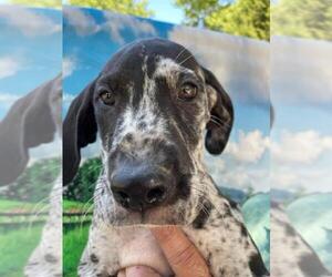 Great Dane Puppy for Sale in SELLERSBURG, Indiana USA