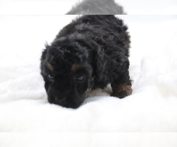 Medium Photo #39 Cockapoo Puppy For Sale in RIPLEY, TN, USA