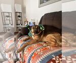 Small #15 Labrador Retriever Mix