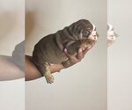 Small Photo #1 English Bulldog Puppy For Sale in ROCKLIN, CA, USA