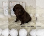 Small Photo #8 Labrador Retriever Puppy For Sale in OAKDALE, CA, USA