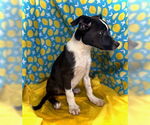 Small #1 Border Collie Mix