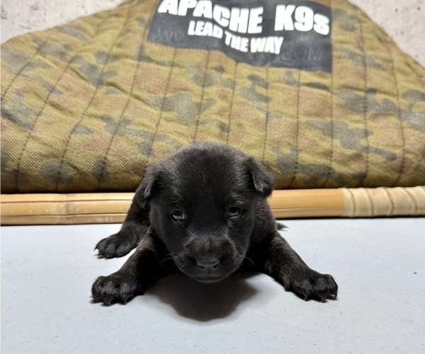 Medium Photo #1 Dutch Shepherd Dog Puppy For Sale in WATERTOWN, CT, USA