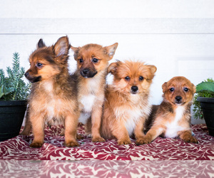 Yoranian Litter for sale in WAKARUSA, IN, USA