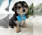 Small #12 Morkie