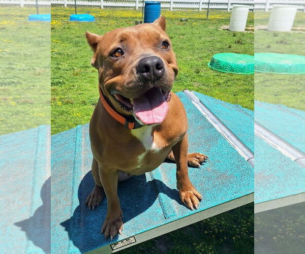 Medium Photo #21 American Pit Bull Terrier Puppy For Sale in Virginia Beach, VA, USA