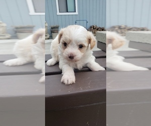 Maltese-Maltipoo Mix Puppy for sale in ROYAL OAKS, CA, USA
