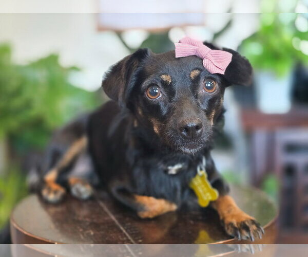 Medium Photo #1 Chiweenie Puppy For Sale in Sandy, UT, USA