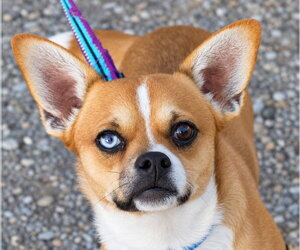 Chihuahua-Unknown Mix Dogs for adoption in Denver , CO, USA