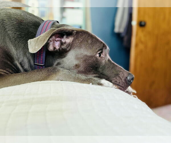 Medium Photo #6 American Pit Bull Terrier-Unknown Mix Puppy For Sale in Princeton, MN, USA