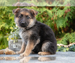 Small #2 German Shepherd Dog