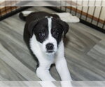Small #10 Great Pyrenees Mix