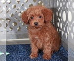 Small #4 Poodle (Miniature)