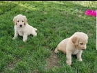Small Photo #5 Goldendoodle Puppy For Sale in WICHITA, KS, USA