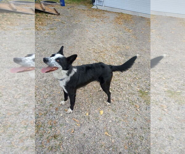 Medium Photo #5 Border Collie-Unknown Mix Puppy For Sale in Sandy, UT, USA