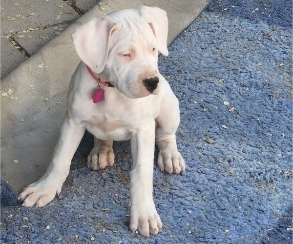 Medium Photo #9 Dogo Argentino Puppy For Sale in ALBUQUERQUE, NM, USA