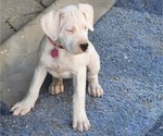Small Photo #9 Dogo Argentino Puppy For Sale in ALBUQUERQUE, NM, USA
