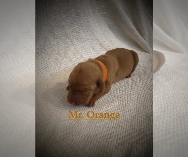 Medium Photo #12 Vizsla Puppy For Sale in NEWHALL, CA, USA