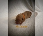 Small Photo #12 Vizsla Puppy For Sale in NEWHALL, CA, USA