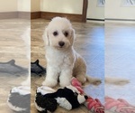 Small #2 Bichon Frise