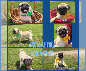 Pug Puppy for sale in ATHENS, WI, USA