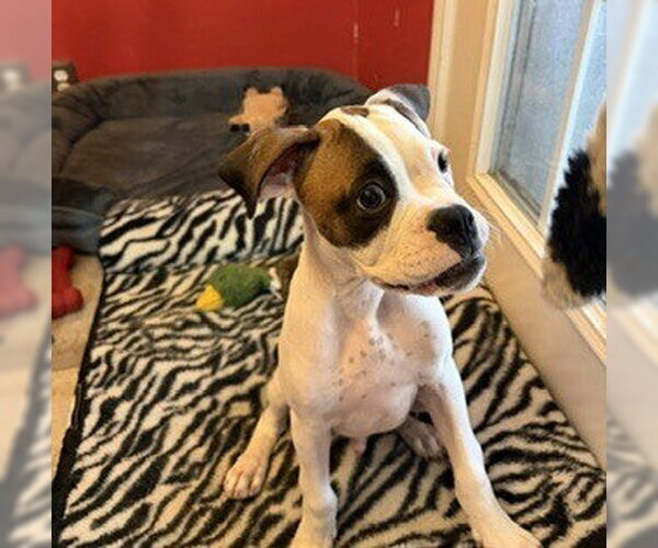 Medium Photo #4 Boxer Puppy For Sale in Austin, TX, USA