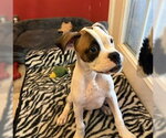 Small Photo #4 Boxer Puppy For Sale in Austin, TX, USA