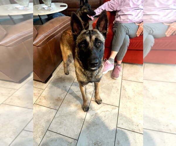 Medium Photo #3 German Shepherd Dog-Unknown Mix Puppy For Sale in Imlay City, MI, USA