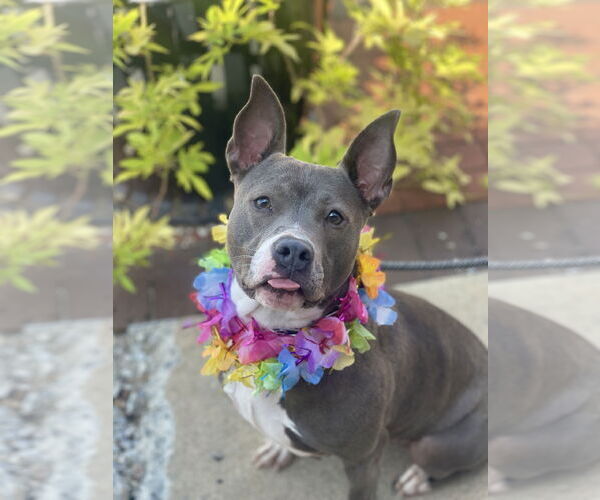 Medium Photo #13 Mutt Puppy For Sale in Mount Laurel, NJ, USA