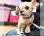 Small Lhasa Apso Mix