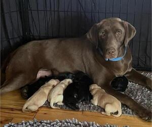 Mother of the Golden Labrador puppies born on 03/05/2023