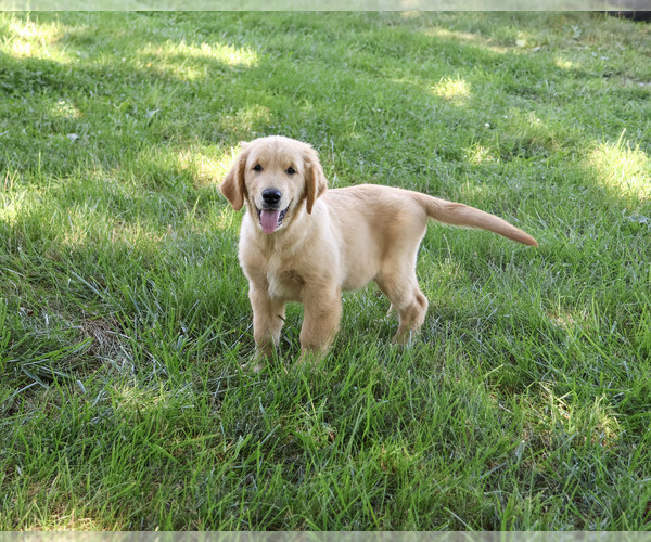 Medium Photo #3 Golden Retriever Puppy For Sale in SYRACUSE, IN, USA