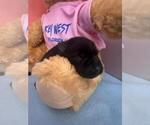 Puppy Bruno Schnauzer (Miniature)