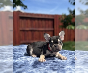 French Bulldog Puppy for sale in SACRAMENTO, CA, USA