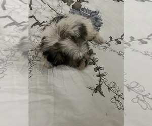 Mal-Shi Dog for Adoption in DINWIDDIE, Virginia USA