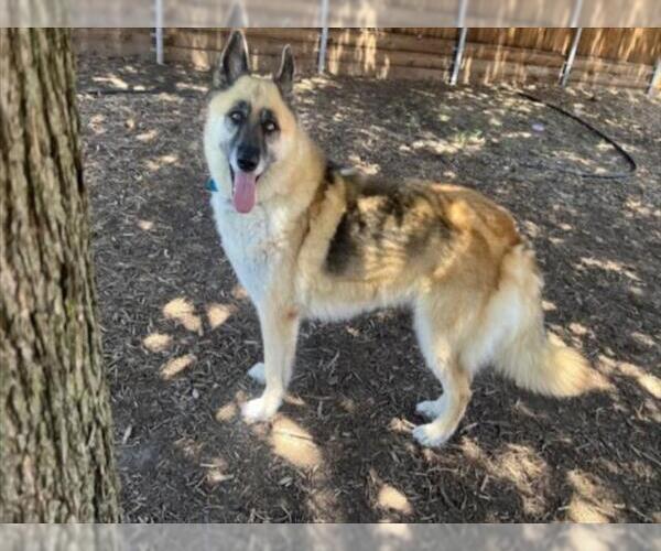 Medium Photo #1 German Shepherd Dog-Huskies  Mix Puppy For Sale in Plano, TX, USA