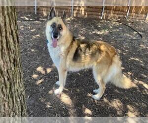 German Shepherd Dog-Huskies Mix Dogs for adoption in Plano, TX, USA