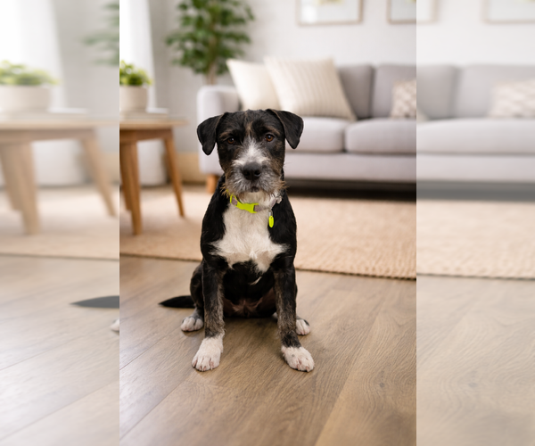 Medium Photo #1 Border Collie Puppy For Sale in Menifee, CA, USA