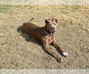 Remi - Female Mutt Dog for Adoption - Photo #2