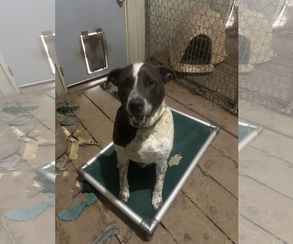 Medium Photo #18 Labrador Retriever-Red Heeler Mix Puppy For Sale in Stover, MO, USA