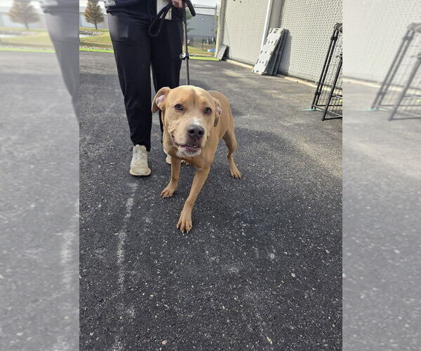 Medium Photo #3 Mutt Puppy For Sale in Evansville, IN, USA