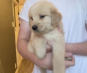 Golden Retriever Puppy for sale in YUMA, AZ, USA