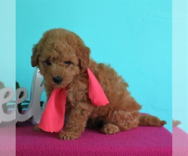 Medium Photo #2 Goldendoodle-Poodle (Miniature) Mix Puppy For Sale in NEWMANSTOWN, PA, USA