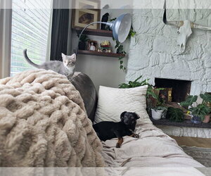 Aviana - Female Chiweenie Dog for Adoption - Photo #4
